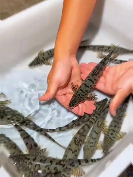 带你认识20种贵州溪流好吃的淡水鱼，你都吃过几种？