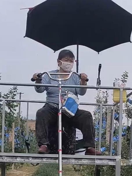 为了给苹果套袋子,果农在三轮车上面自制了架子