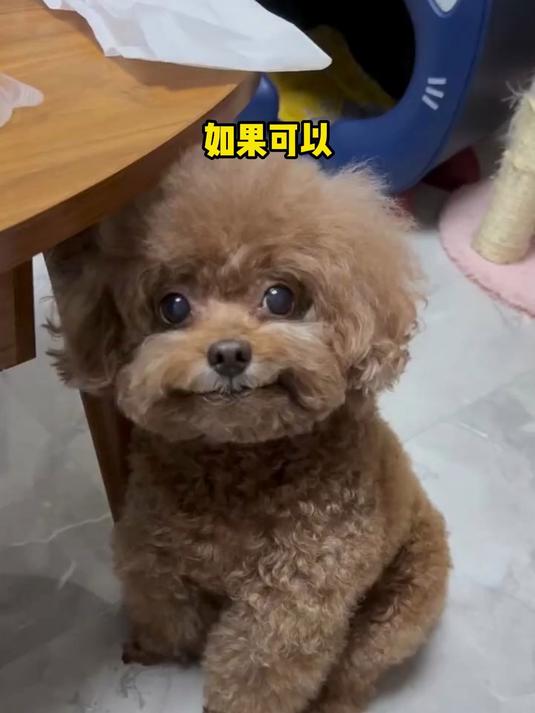 猫犬专用骨骼·关节营养补充剂!鲨鱼软骨素钙片200粒