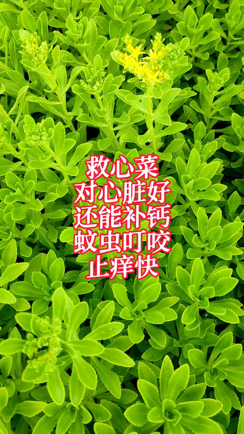 农村常见的救心菜,它的3个作用一定要知道,尤其是第3个,家家用得到