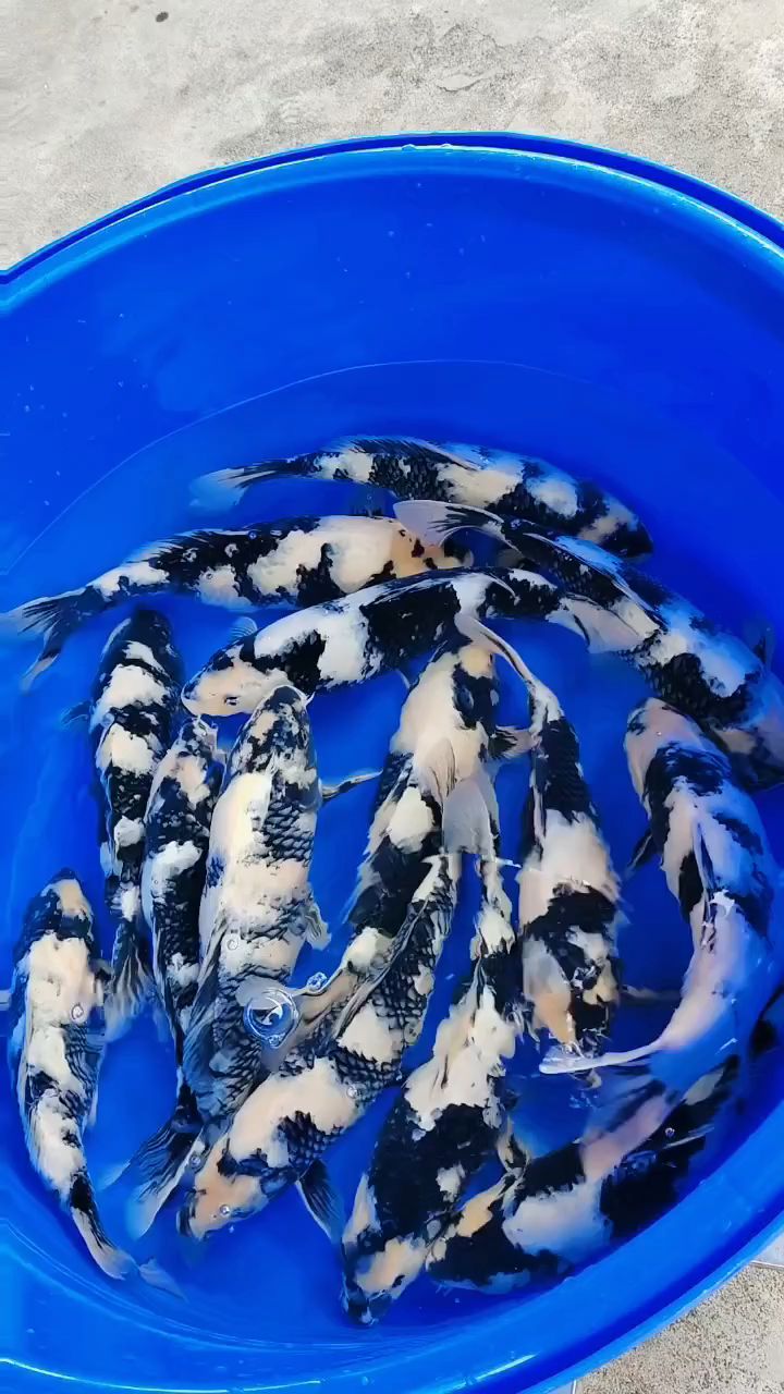 精品面迫白写锦鲤,浓厚的水墨画,鱼池鱼缸必养之一。