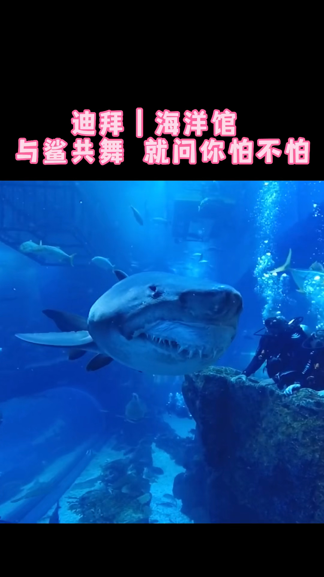 迪拜|海洋馆 就问这么丑的鲨鱼有人去看吗?