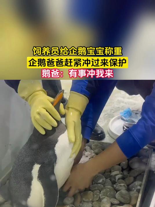 饲养员给企鹅宝宝称重,企鹅爸爸赶紧冲过来保护,鹅爸:有事冲我来
