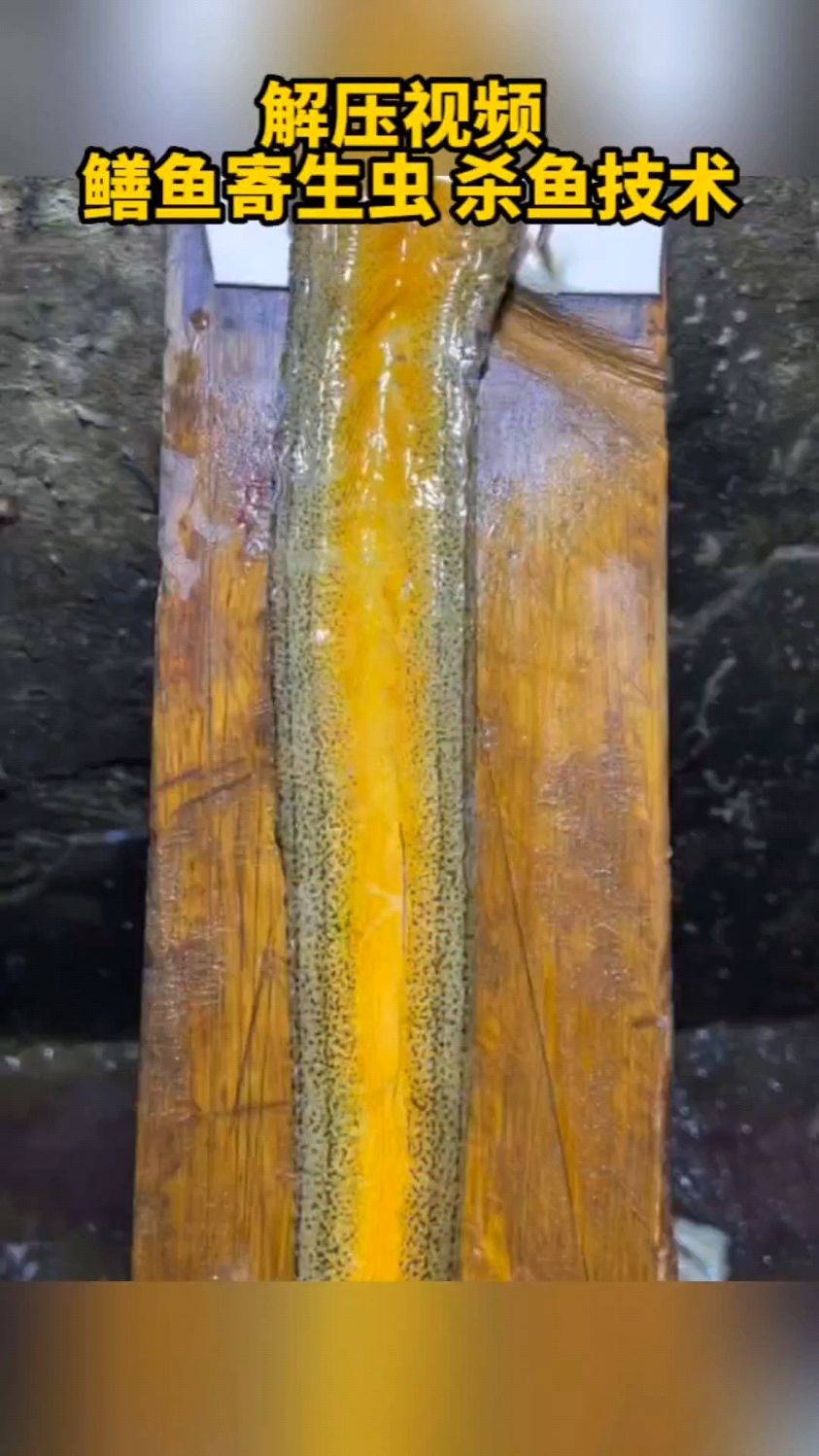 鳝鱼寄生虫杀鱼技术