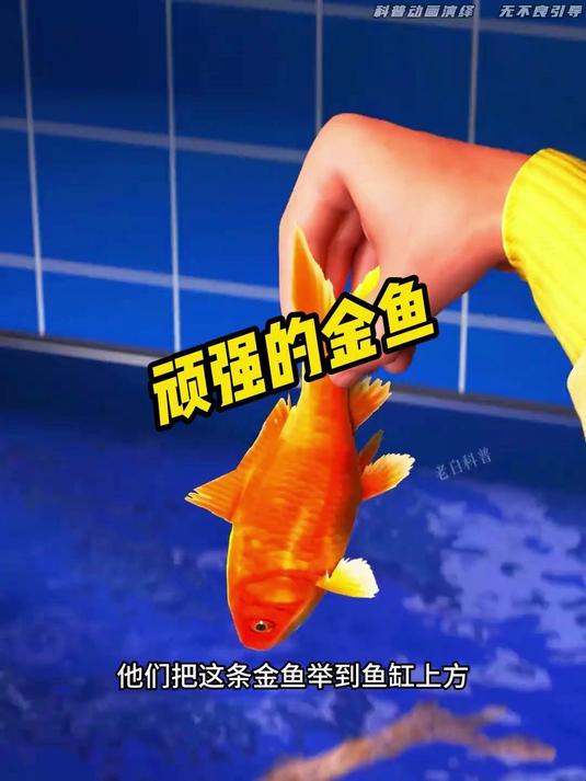 顽强的金鱼