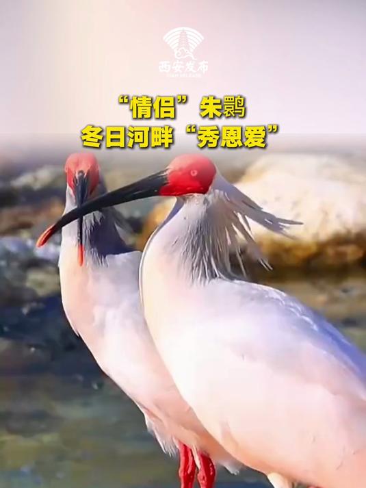 冬日光影里,河畔的朱鹮情侣依偎而立,把岁月静好写成了诗。据悉,朱鹮奉行一夫一妻制,对伴侣忠