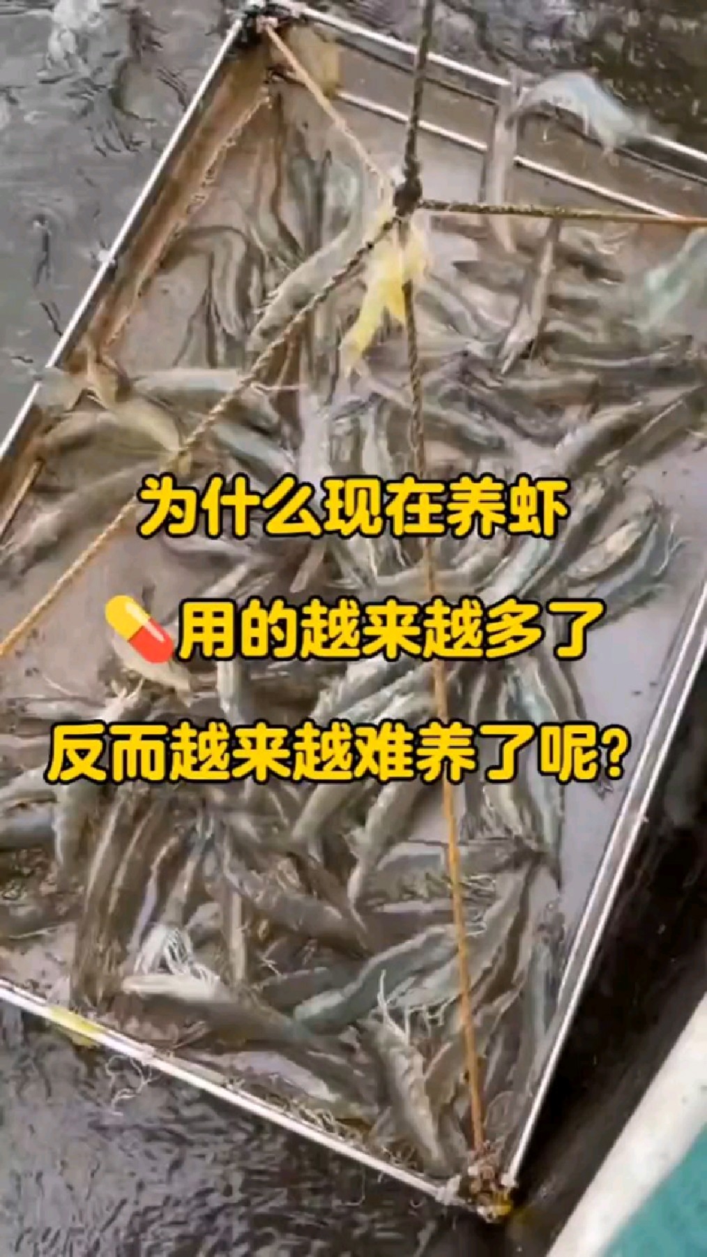 养虾越来越多用药的,反而不好养了