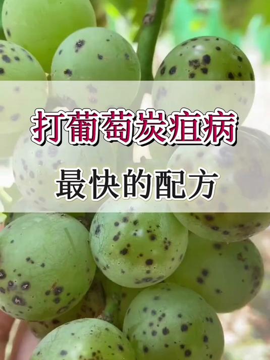 打葡萄炭疽病,最快配方揭秘,种植户必看实用方法