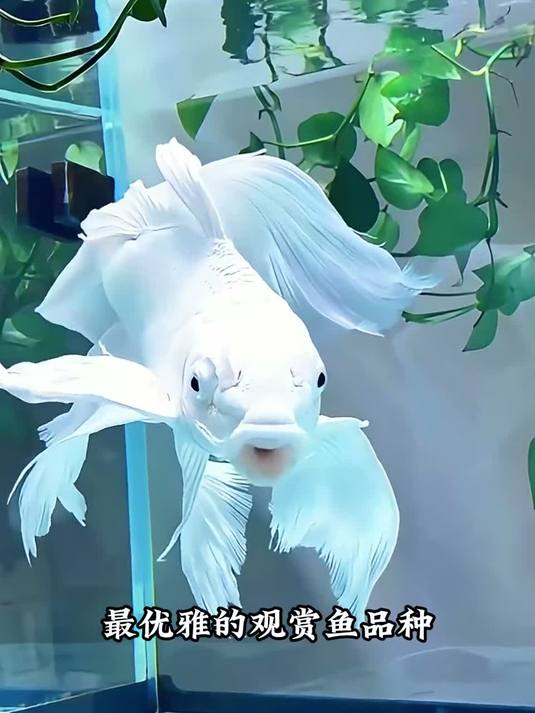 带你认识不同品种的名贵鱼你们都见过哪些