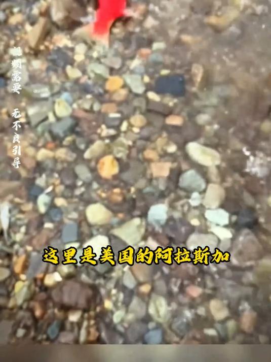 阿拉斯加当地生长着一种特殊的鱼,它的整个身子,除了头都是红色的