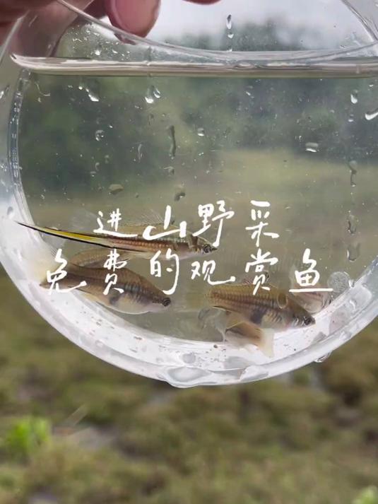 进山野采免费的观赏鱼