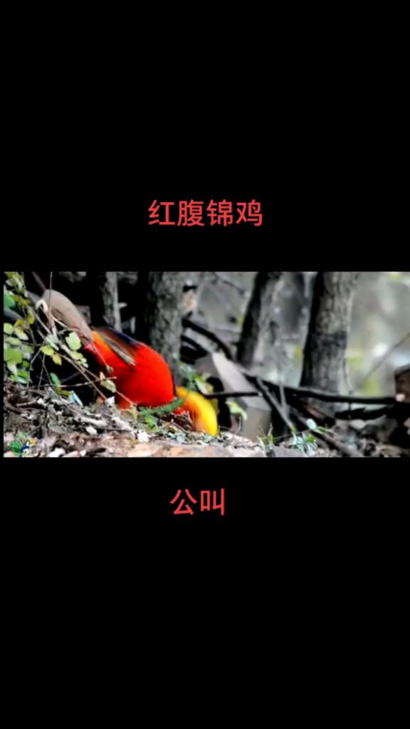 红腹锦鸡公叫