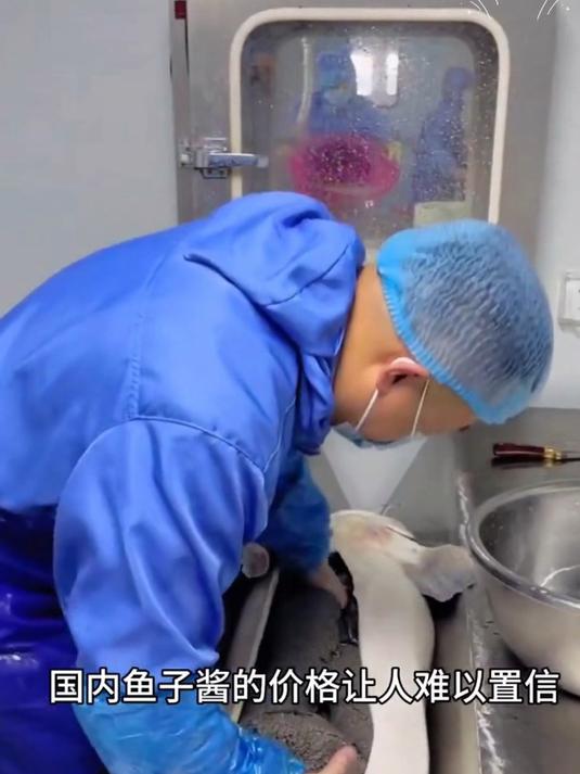 国内鱼子酱的价格真的让人难以置信 在俄罗斯鱼子酱比水果还便宜