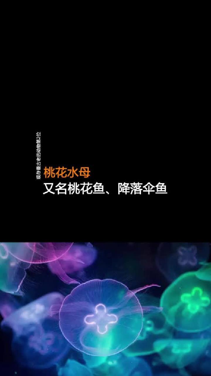 现存最古老的动物第二位桃花水母