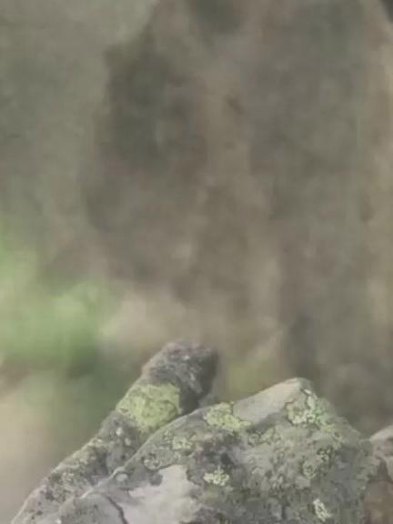 似鼠非鼠,似兔非兔,全身圆溜溜的鼠兔,也有自己的小烦恼