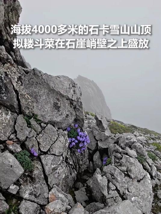 海拔4000多米的石卡雪山山顶,拟耧斗菜在石崖峭壁之上盛放