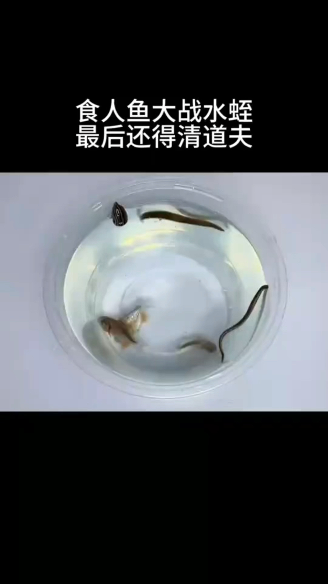 食人鱼PK水蛭,清道夫也加入战团