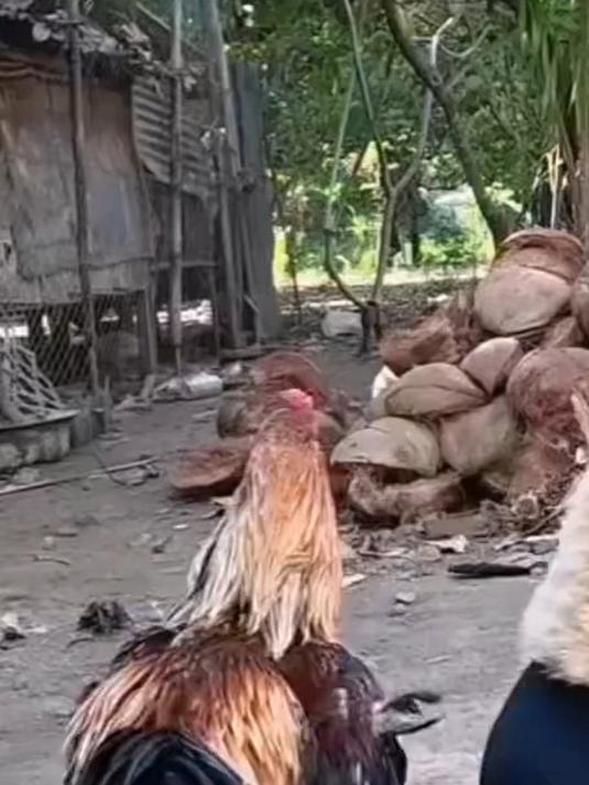 主人给公鸡做了个玩偶鸡,公鸡每天都要和这个玩偶打架