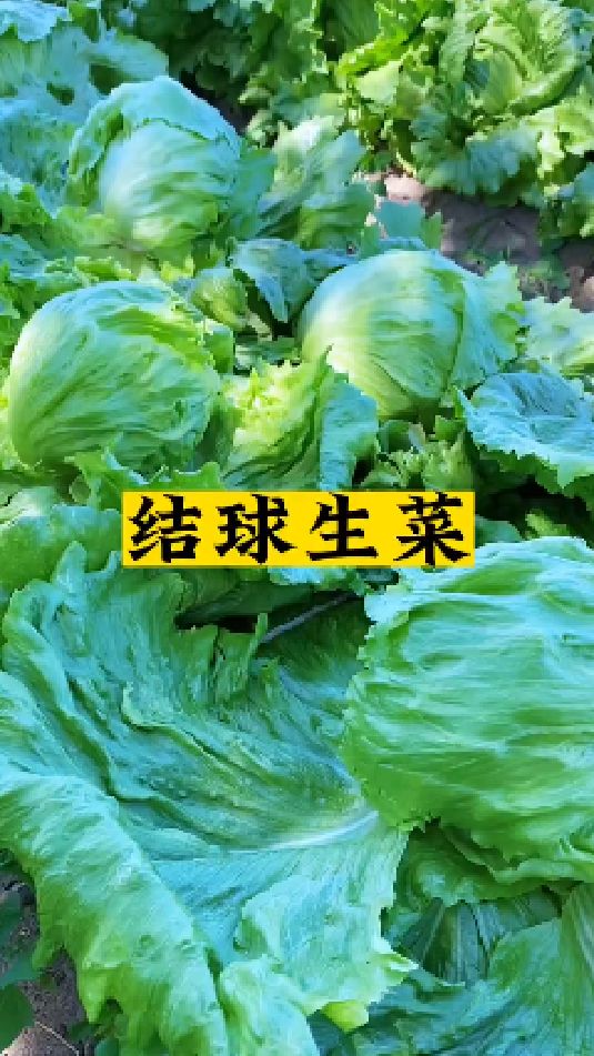 在家种些结球生菜吧