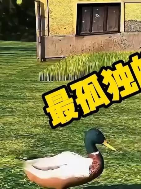 最孤独的鸭子