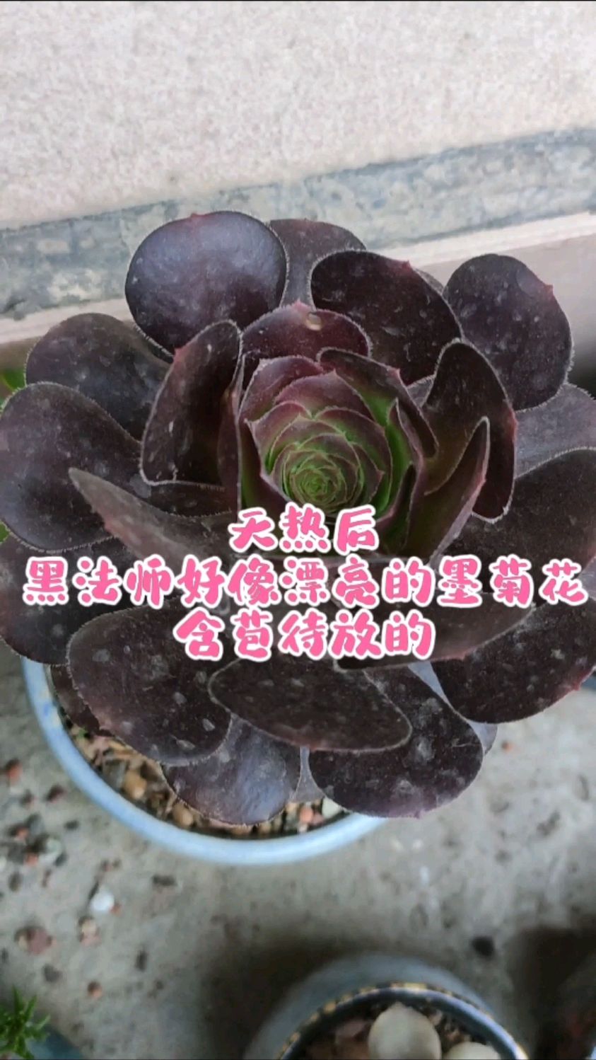 天热以后,黑法师好像漂亮的墨菊花,养护方法也简单
