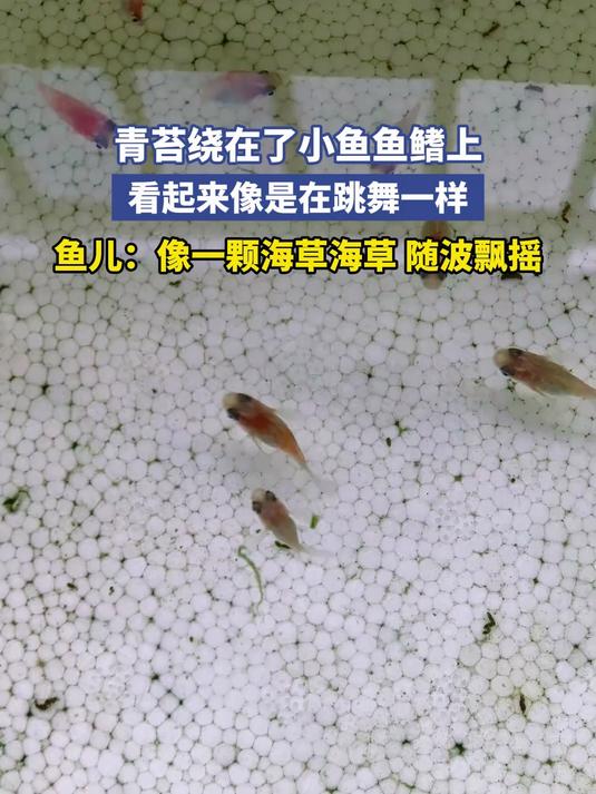 青苔绕在了小鱼鱼鳍上,看起来像是在跳舞一样