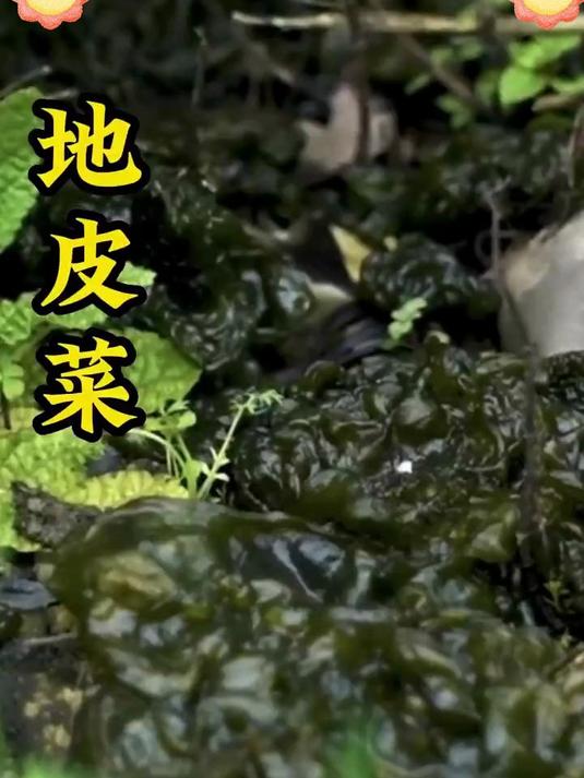 一口鲜掉眉毛!地皮菜凭啥成山野美味 “隐藏王者”?