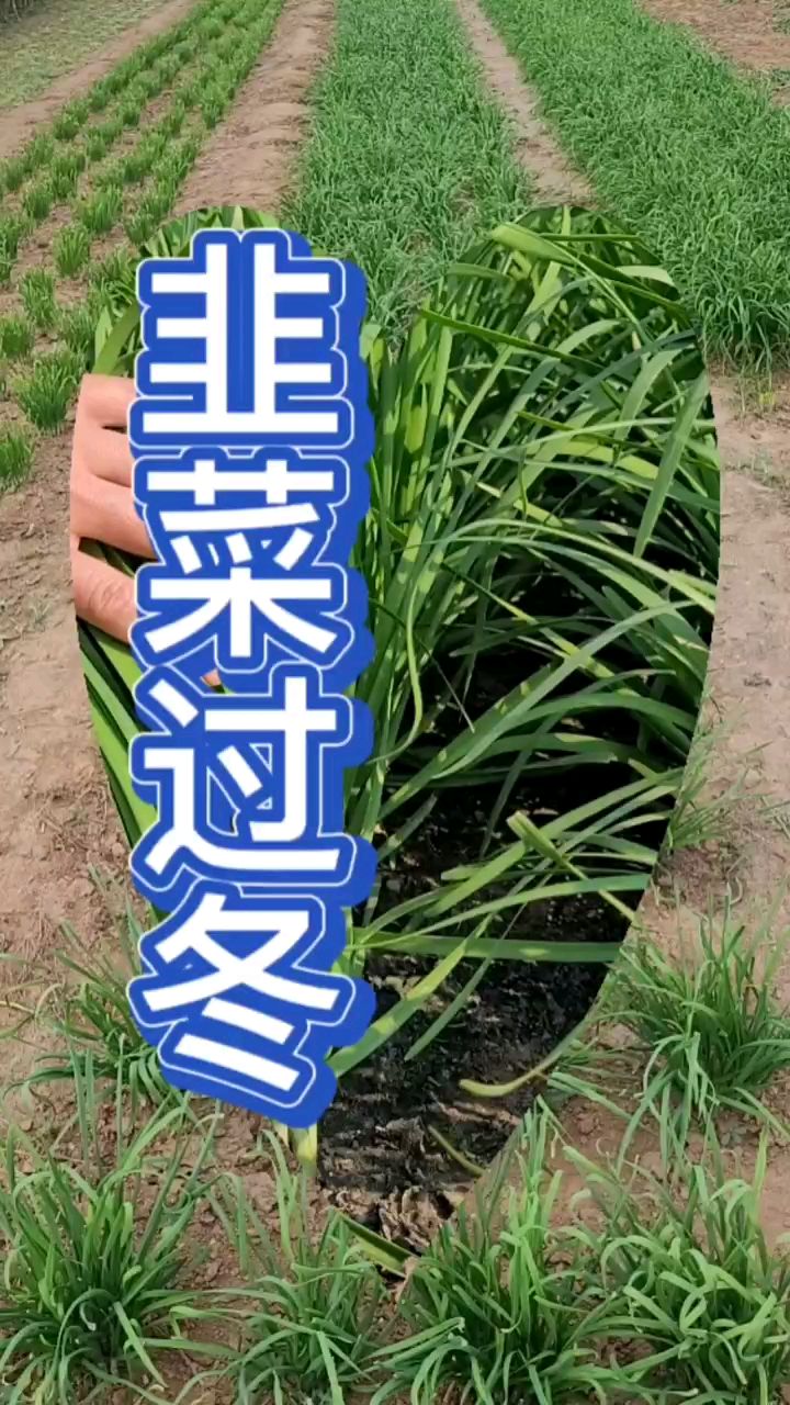 韭菜安全越冬 三农 韭菜
