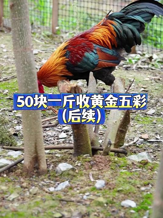 50块一斤收黄金五彩大公鸡的后续来了