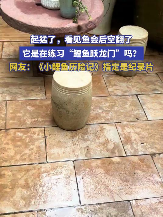 起猛了看见鱼会后空翻了，它在练习“鲤鱼跃龙门”吗？网友：《小鲤鱼历险记》指定是纪录片。#种