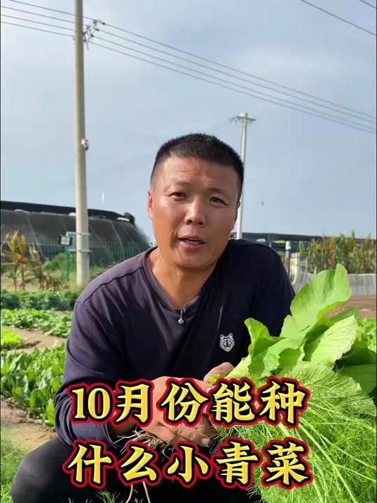 10月份还可以种植哪些小青菜?10月份能种什么菜?