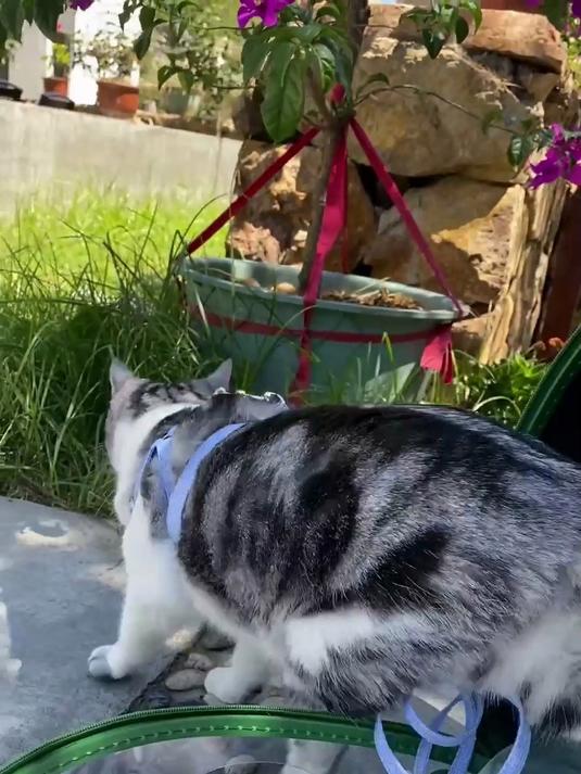 王泡芙的周末进山记！芙爸带它亲近自然，日常画面满是温馨