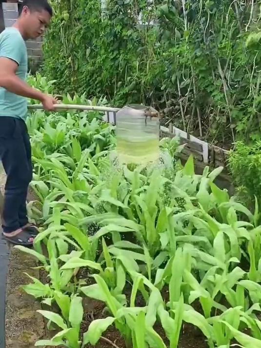 阳台小院种菜一定要种油麦菜,生长快不招虫