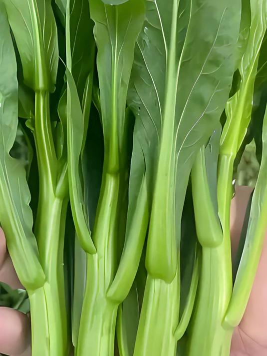 四九菜心的最佳播种时间介绍!