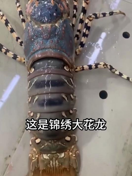 分享科普17种不同品种的虾，你认识几种？