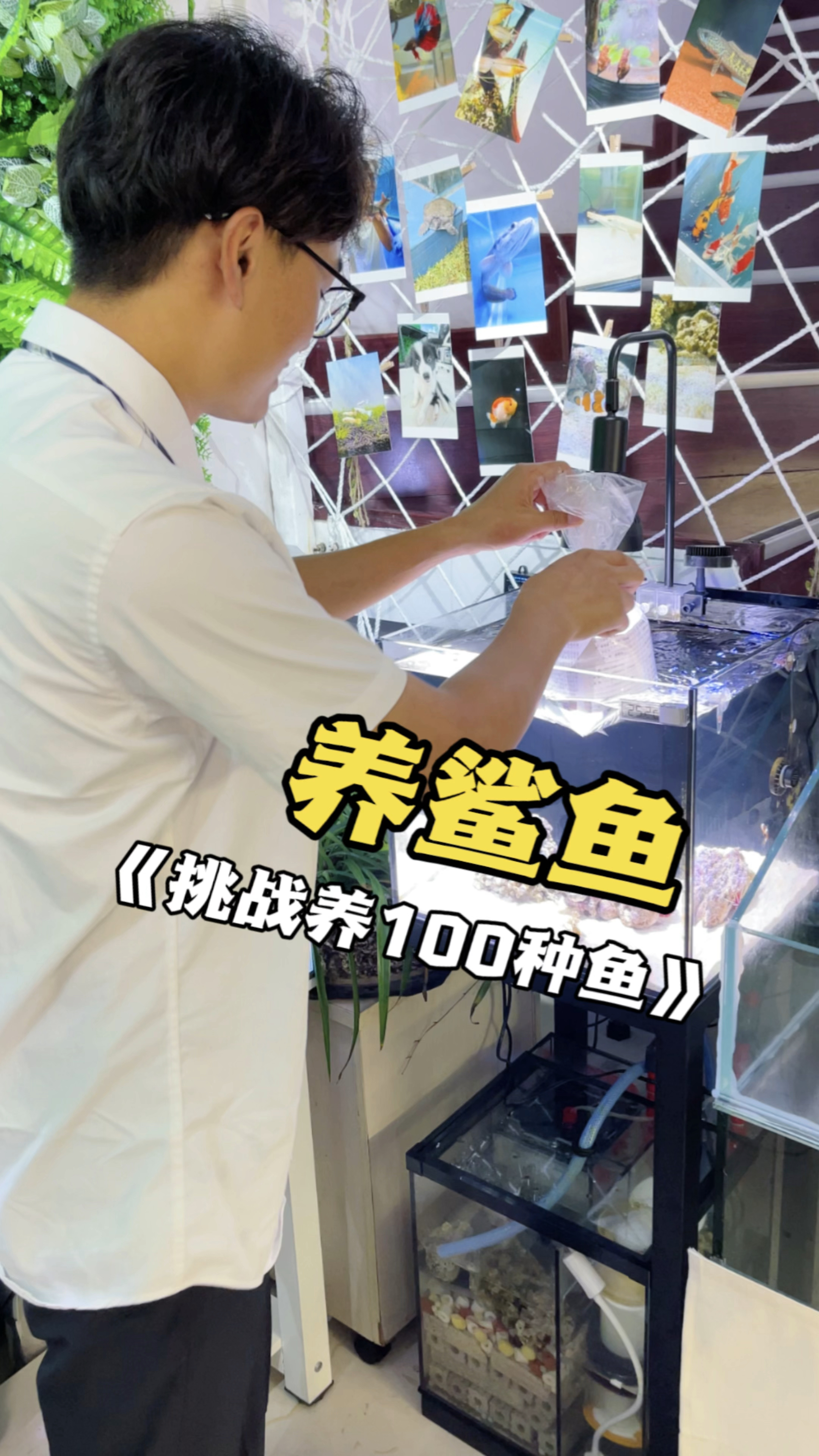 我也养鲨鱼了