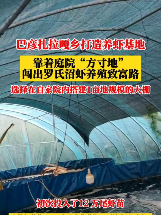 厉害,养殖这种虾,投放12万尾虾苗,收入可达10万!