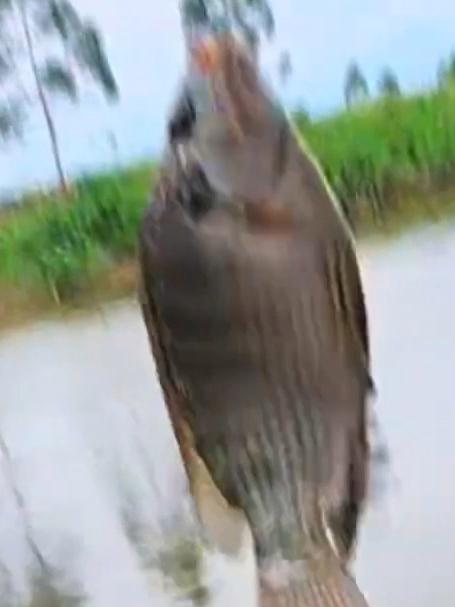 据说这条野河的土鲮鱼很疯狂?可我感觉罗非鲫鱼石鲮鱼更疯狂呀!