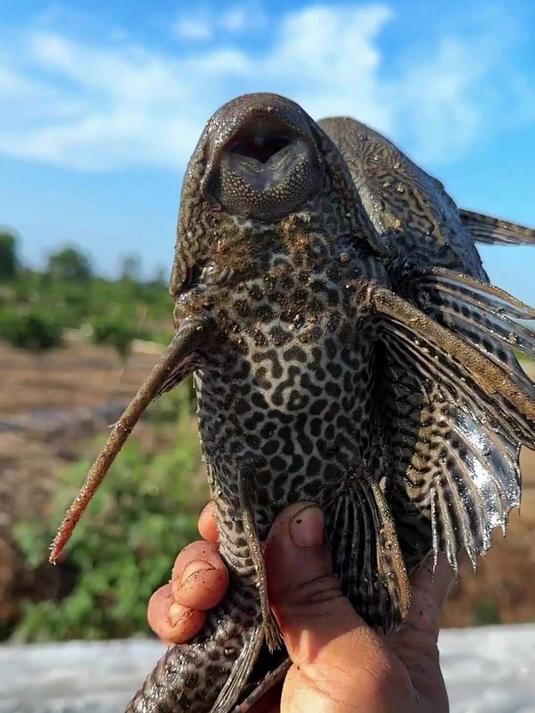 河边围剿清道夫，解锁“淡水石斑鱼”却磕伤腿，这趟除害太波折了