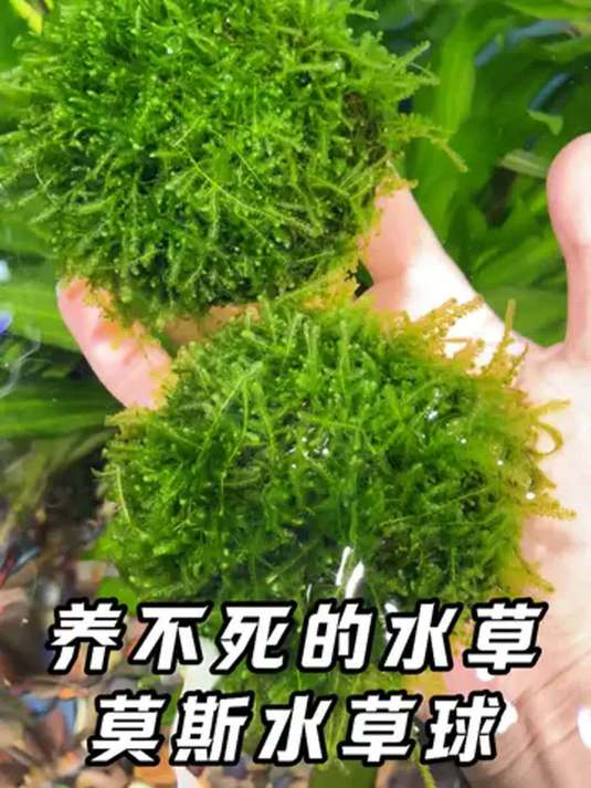 新手养啥水草都不死?来瞧瞧!鱼缸中的神奇存在!