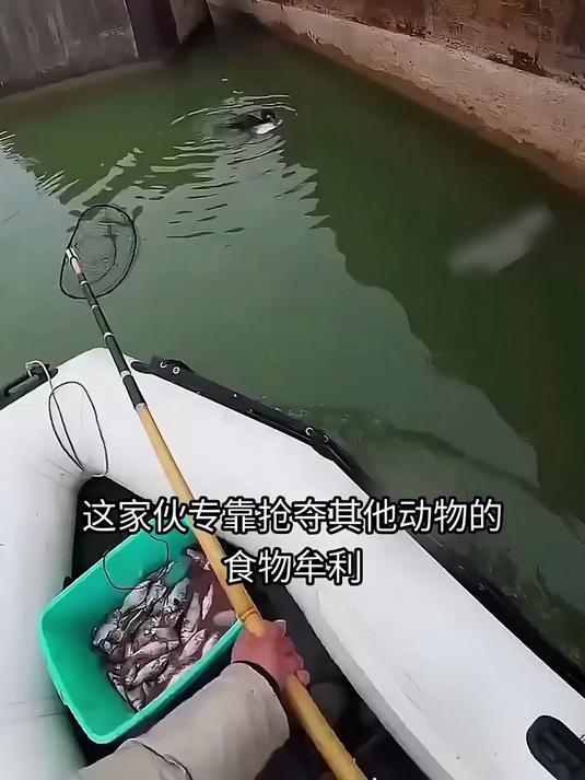 鱼鹰抓鱼