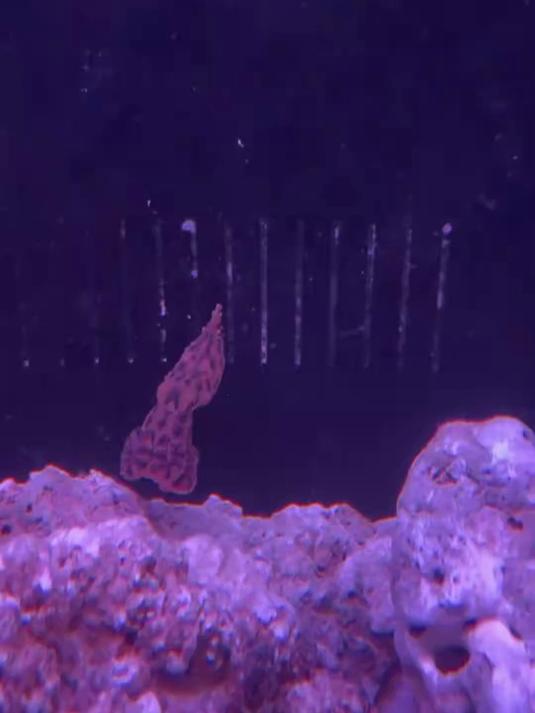 被蓝环章鱼咬过的猎物还能活多久?