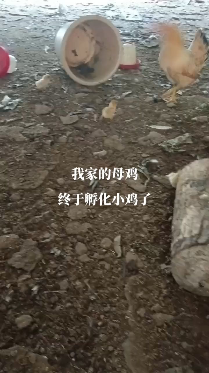 我家母鸡孵小鸡了