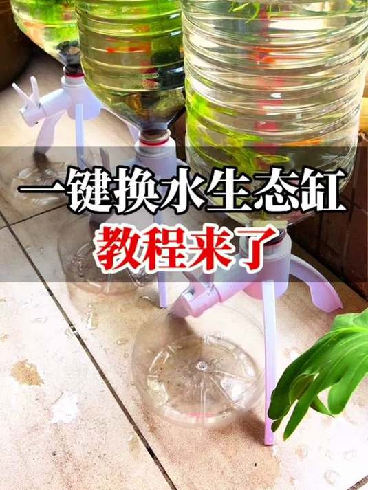 矿泉水桶咋改生态鱼缸?新手开缸教程一键教会!