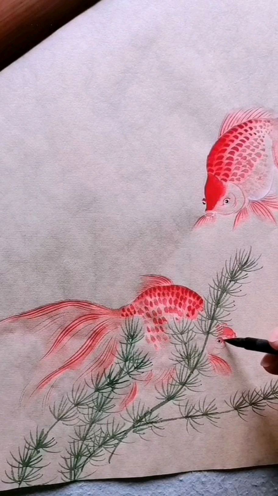 画水草下的金鱼
