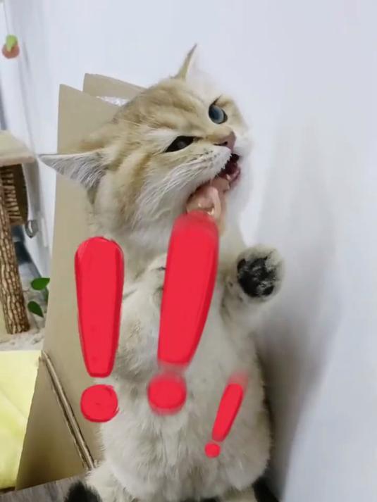 铲屎官必看：猫咪不能吃的肉类合集