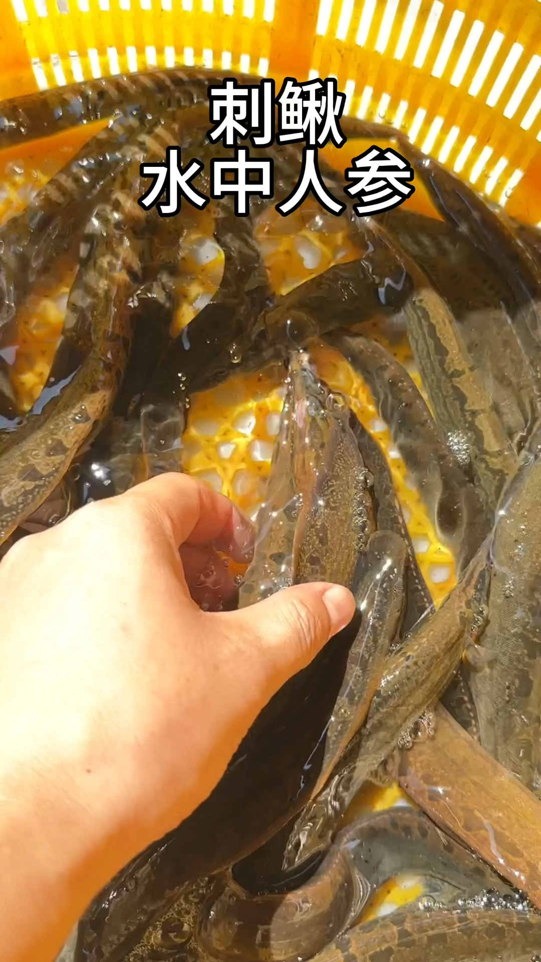 刺鳅,猪麻锯野生鱼