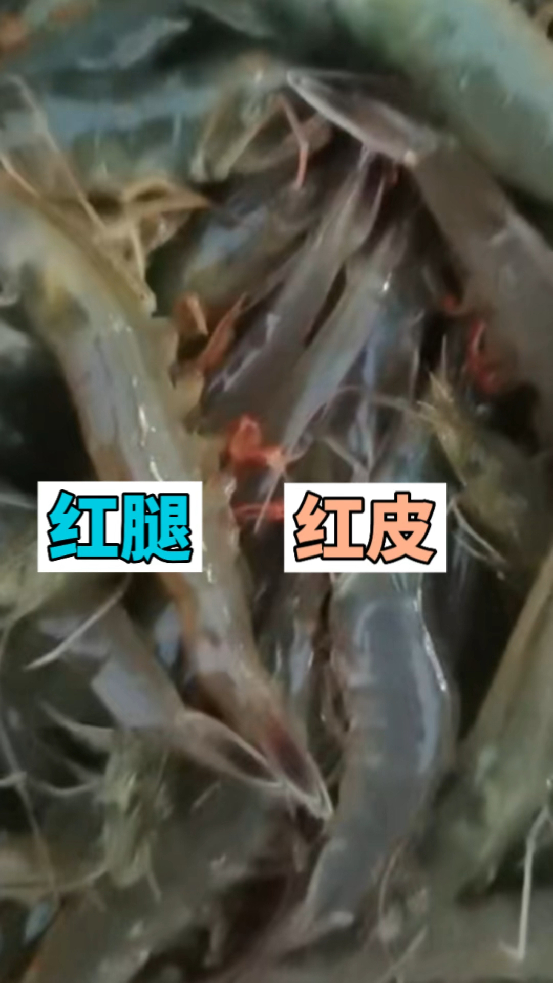 养虾人注意看!健康状态的对虾,红腿红皮更受市场欢迎,为啥!