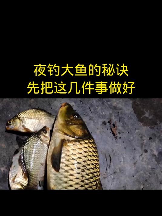 夜钓大鱼的“秘诀”？把这几件事做好，大鱼自己找上门！