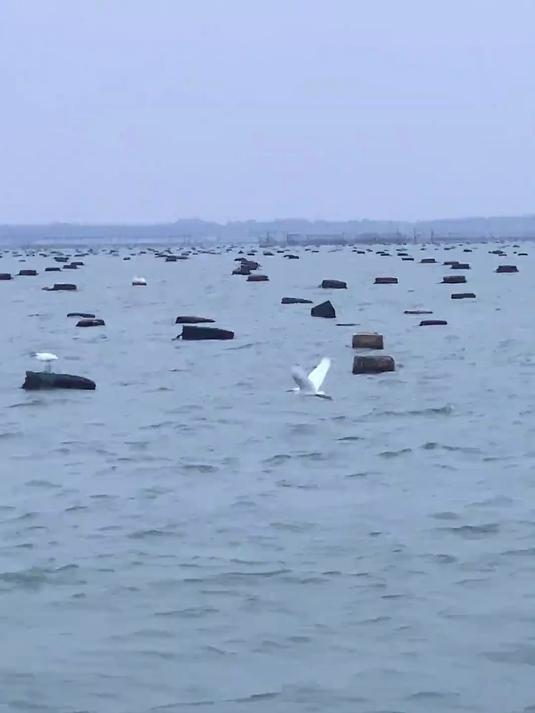 今天出海竟然捕获一条海中白银:马友鱼!